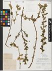 Foto von Salix myrsinifolia Salisb.